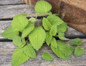 Citronmelisse 'Mandarina'