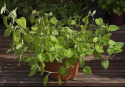 Citronmelisse 'Mandarina'