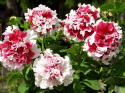 Petunia F1 'Pirouette Soft Red & White'