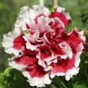 Petunia F1 'Pirouette Soft Red & White'