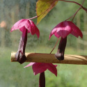 Torneroses Kjole