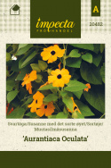 Sortøje 'Aurantiaca Oculata'