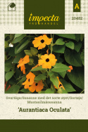 Sortøje 'Aurantiaca Oculata'
