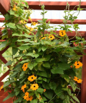 Sortøje 'Aurantiaca Oculata'