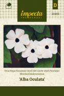 Sortøje 'Alba Oculata'