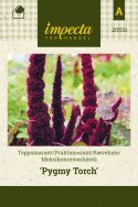 Rævehale 'Pygmy Torch'