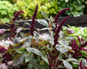 Rævehale 'Pygmy Torch'