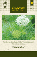 Tandstikkerurt 'Green Mist'