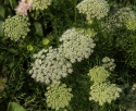 Tandstikkerurt 'Green Mist'