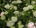 Tandstikkerurt 'Green Mist'