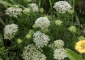 Tandstikkerurt 'Green Mist'