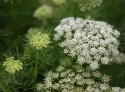 Tandstikkerurt 'Green Mist'