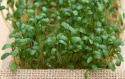 Bredbladet Havekarse 'Broadleaved'