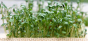 Bredbladet Havekarse 'Broadleaved'