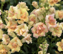 Løvemund F1 'DoubleShot Peach'