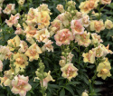 Løvemund F1 'DoubleShot Peach'
