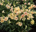 Løvemund F1 'DoubleShot Peach'