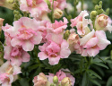 Løvemund F1 'DoubleShot Appleblossom'