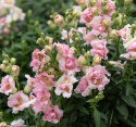 Løvemund F1 'DoubleShot Appleblossom'