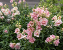 Løvemund F1 'DoubleShot Appleblossom'