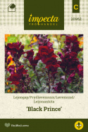 Løvemund 'Black Prince'