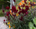Løvemund 'Black Prince'