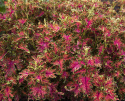 Paletblad 'Colocha Scarlet'