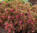 Paletblad 'Colocha Scarlet'