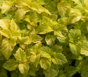 Paletblad 'Fairway Yellow'