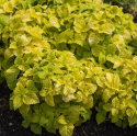 Paletblad 'Fairway Yellow'