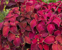 Paletblad 'Superfine Rainbow Volcano'