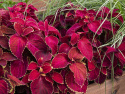 Paletblad 'Superfine Rainbow Volcano'