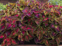 Paletblad 'Superfine Rainbow Festive Dance'