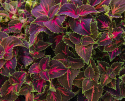 Paletblad 'Superfine Rainbow Festive Dance'