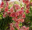 LøvemundF1 'Madame Butterfly Bronze'
