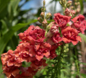 LøvemundF1 'Madame Butterfly Bronze'