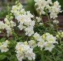 Løvemund F1 'Madame Butterfly Ivory'
