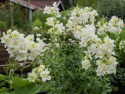 Løvemund F1 'Madame Butterfly Ivory'