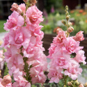 Løvemund F1 'Snapstar Pink'