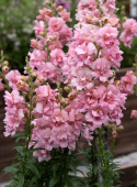 Løvemund F1 'Snapstar Pink'