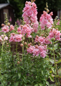Løvemund F1 'Snapstar Pink'