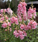 Løvemund F1 'Snapstar Pink'