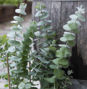 Eukalyptus 'Baby Blue'
