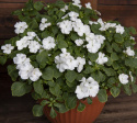 Flittiglise F1 'Lollipop Coconut'