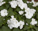 Flittiglise F1 'Lollipop Coconut'