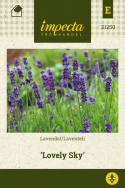Lavendel 'Lovely Sky'