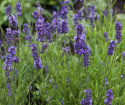 Lavendel 'Lovely Sky'