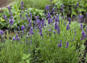 Lavendel 'Lovely Sky'