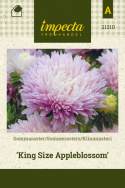Sommerasters 'King Size Appleblossom'