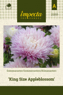 Sommerasters 'King Size Appleblossom'